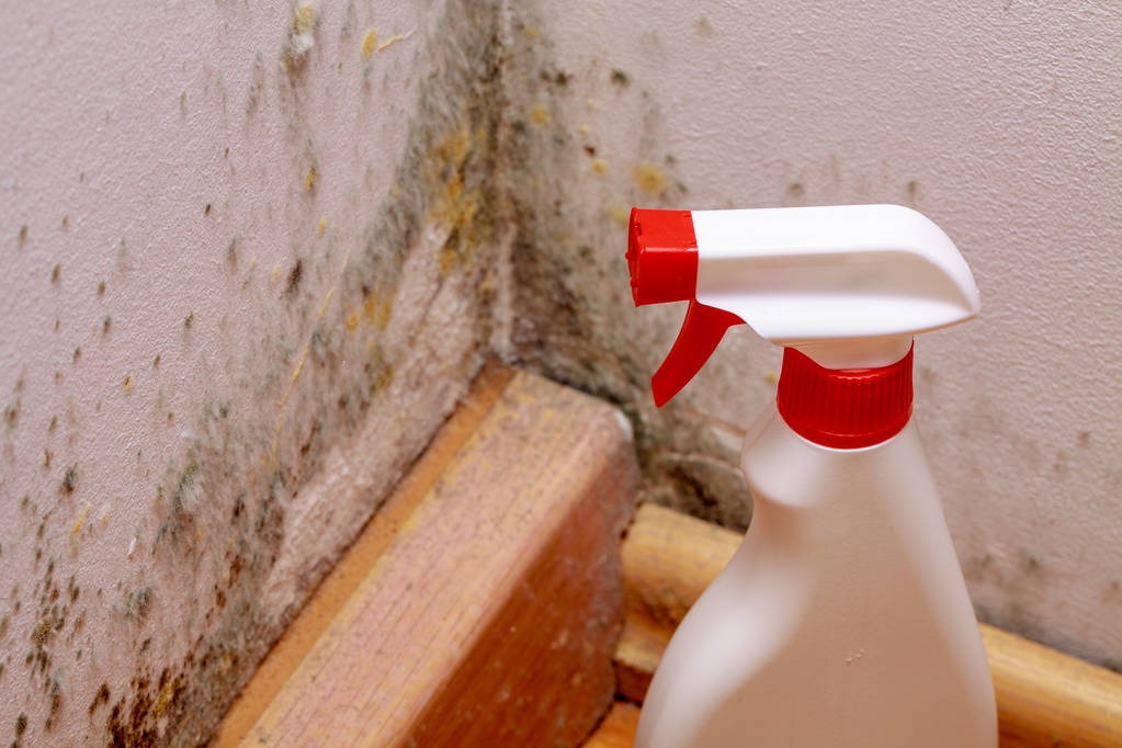 The Complete Guide to Mould Removal and How to Prevent it in the Future