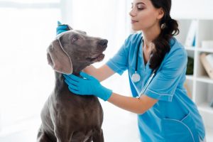 Vet Bunbury – Your Local, Friendly And Professional Vets!